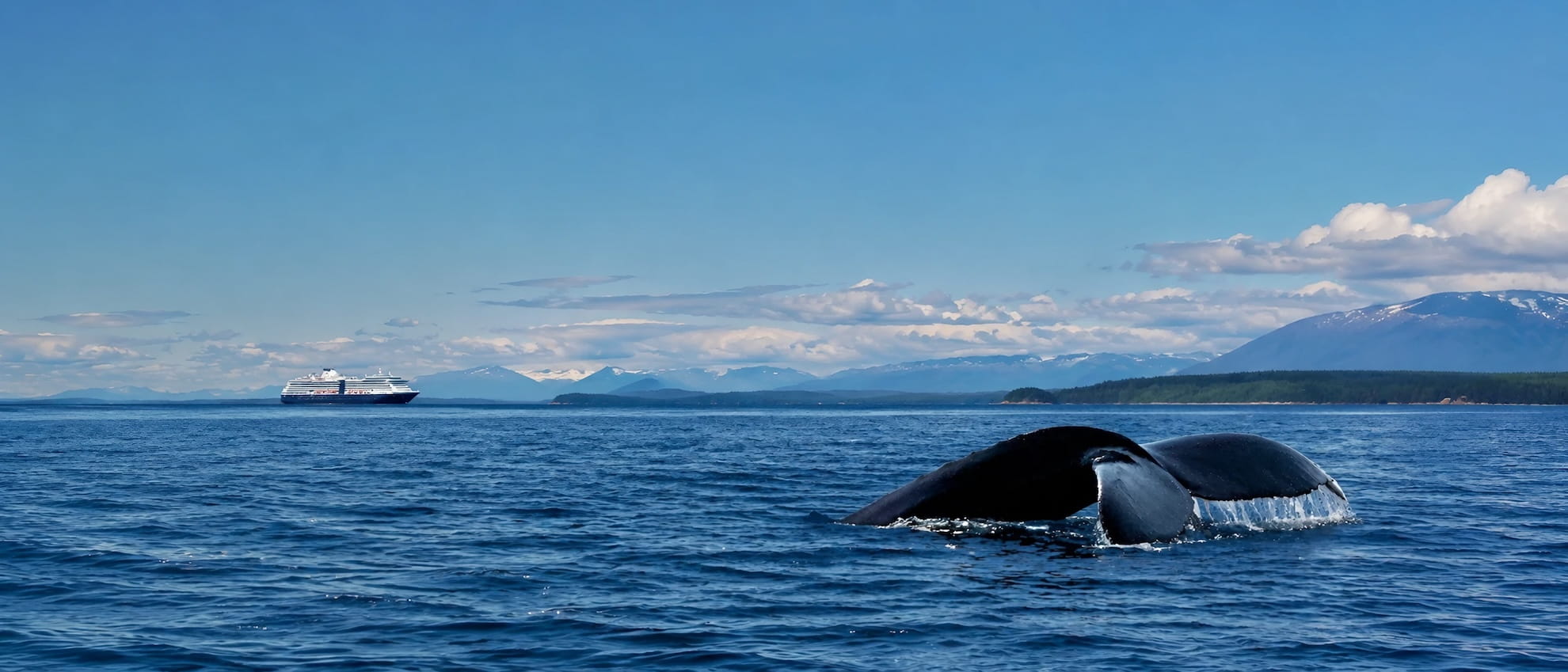 Whale Watching Tours in Ketchikan Alaska
